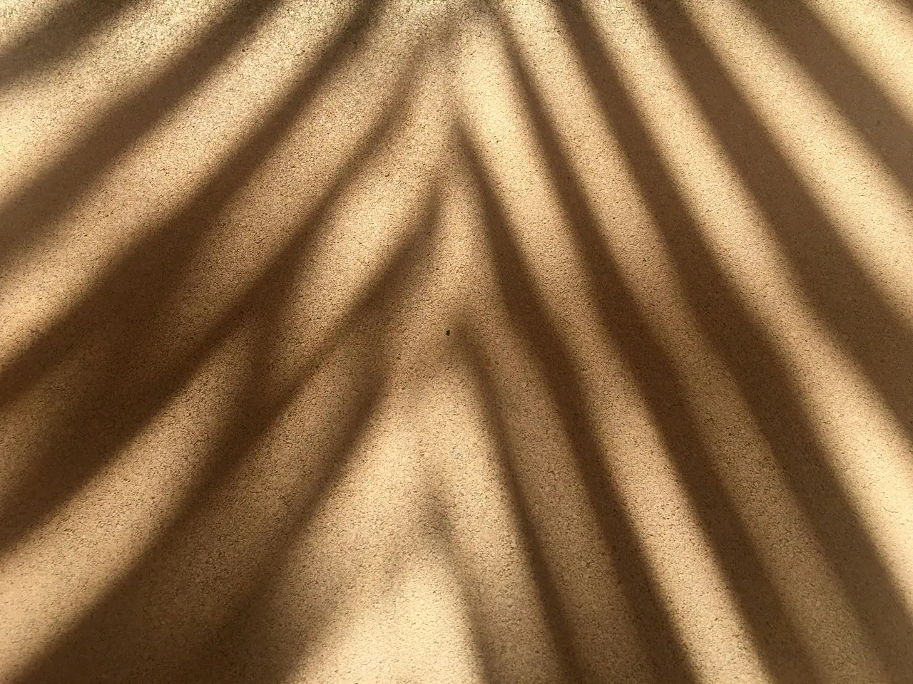 Palm shadow falling across warm plaster